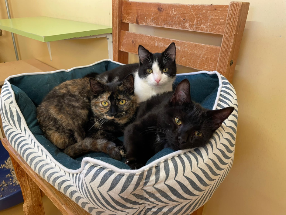 Picture%201 image Picture%201 Organisatie & Beleid - Dier onder Dak Dokkum