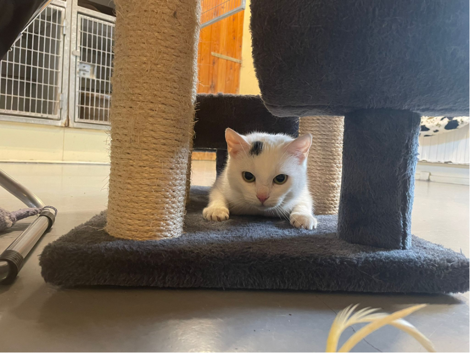 Picture%202 image Picture%202 Organisatie & Beleid - Dier onder Dak Dokkum