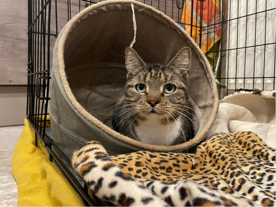 Picture%203 image Picture%203 Organisatie & Beleid - Dier onder Dak Dokkum