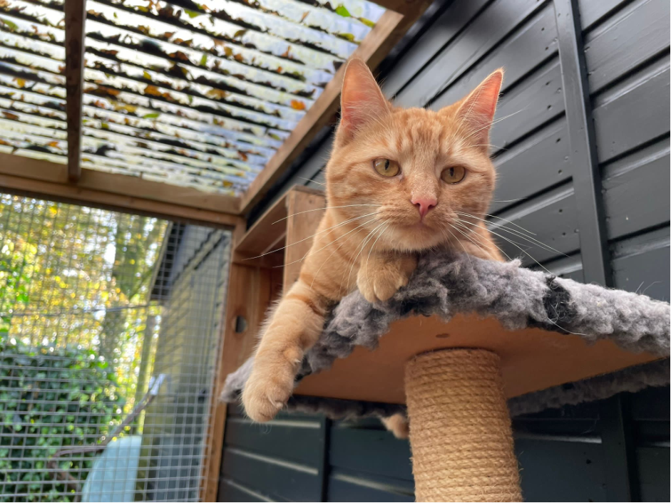 Picture%204 image Picture%204 Organisatie & Beleid - Dier onder Dak Dokkum