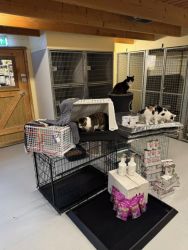 facebook-post-173414869441096_1555415153287848-0c46eef2 Home - Dier onder Dak Dokkum