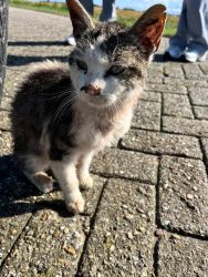 facebook-post-173414869441096_1499917822170915-23db9d76 Home - Dier onder Dak Dokkum