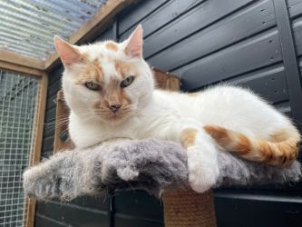 facebook-post-173414869441096_1332928735536492-270f694c image facebook-post-173414869441096_1332928735536492-270f694c Home - Dier onder Dak Dokkum