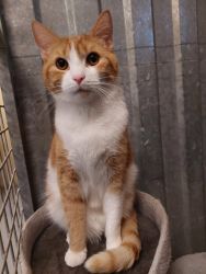 facebook-post-173414869441096_1379246257571406-2771c474 image facebook-post-173414869441096_1379246257571406-2771c474 Home - Dier onder Dak Dokkum