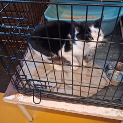 facebook-post-173414869441096_1381883343974364-28e0c67e image facebook-post-173414869441096_1381883343974364-28e0c67e Home - Dier onder Dak Dokkum