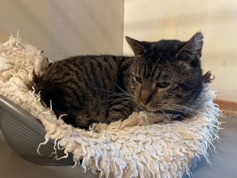 facebook-post-173414869441096_1379276900901675-3a57c809 image facebook-post-173414869441096_1379276900901675-3a57c809 Home - Dier onder Dak Dokkum