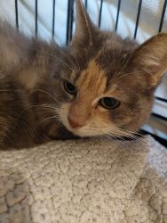 facebook-post-173414869441096_1379279907568041-59b86eba image facebook-post-173414869441096_1379279907568041-59b86eba Home - Dier onder Dak Dokkum