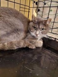 facebook-post-173414869441096_1379282427567789-6153ed4d image facebook-post-173414869441096_1379282427567789-6153ed4d Home - Dier onder Dak Dokkum