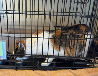 facebook-post-173414869441096_1374809334681765-6f38258d Facebook - Dier onder Dak Dokkum