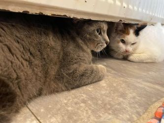 facebook-post-173414869441096_1379286294234069-7149154b Home - Dier onder Dak Dokkum