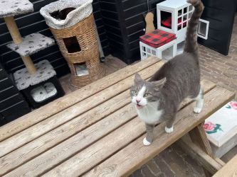 facebook-post-173414869441096_1414848287344536-7517e900 Home - Dier onder Dak Dokkum