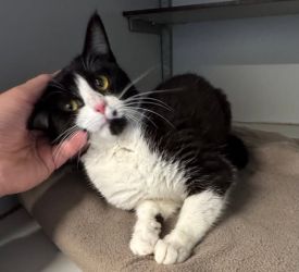 facebook-post-173414869441096_1374812181348147-8e16c738 Facebook - Dier onder Dak Dokkum