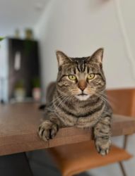 facebook-post-173414869441096_1409323401230358-965fead2 Home - Dier onder Dak Dokkum