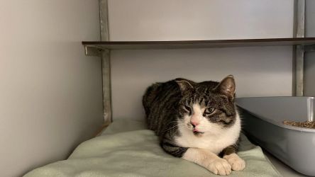 facebook-post-173414869441096_1366066992222666-df55b1d4 image facebook-post-173414869441096_1366066992222666-df55b1d4 Home - Dier onder Dak Dokkum