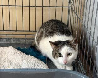 facebook-post-173414869441096_1374808881348477-e1bb6e19 Facebook - Dier onder Dak Dokkum