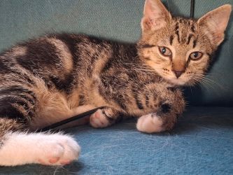 facebook-post-173414869441096_1298176892345010-1255d804 Home - Dier onder Dak Dokkum