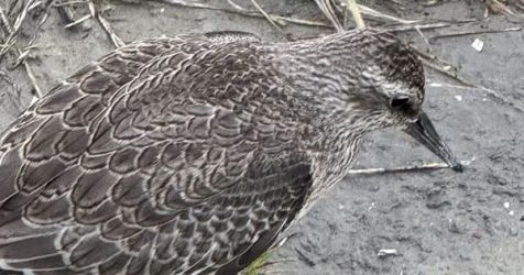 facebook-post-173414869441096_1275528034609896-1e5303fe Home - Dier onder Dak Dokkum