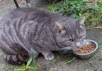 facebook-post-173414869441096_1280180367477996-27cd8f81 Home - Dier onder Dak Dokkum