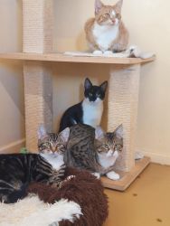 facebook-post-173414869441096_1318271133668919-81fae95a Home - Dier onder Dak Dokkum