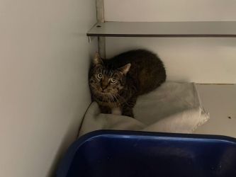 facebook-post-173414869441096_1278769240952442-bb0a677e Home - Dier onder Dak Dokkum