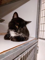 facebook-post-173414869441096_1327153892780643-cc7db701 Home - Dier onder Dak Dokkum