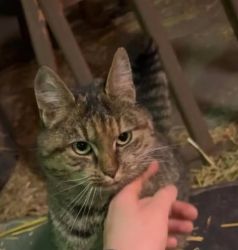 facebook-post-173414869441096_1363687062460659-d12df190 Home - Dier onder Dak Dokkum