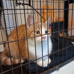 facebook-post-173414869441096_1284032657092767-e6868743 Home - Dier onder Dak Dokkum